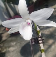 Thu Bui Van