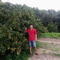 Thiết Đào